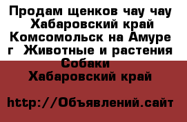 Продам щенков чау чау - Хабаровский край, Комсомольск-на-Амуре г. Животные и растения » Собаки   . Хабаровский край